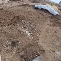کودحیوانی پوسیده شده گاو