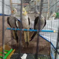 جوجه عروس هلندی