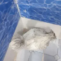 خروس سرحال|حیوانات مزرعه|اهواز, کیانشهر|دیوار