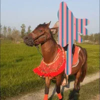 معاوضه اسب رام و سرعتی با گوساله سمینتال