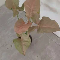 گلها فروشی|گل و گیاه طبیعی|خاش, |دیوار