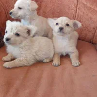 سه تا توله اشپیتز|سگ|رفسنجان, |دیوار