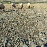 پشم گوسفندی(یون)