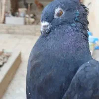 زاغ نوک کوتاه اصیل موغلوف