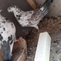 نرو ماده های آس