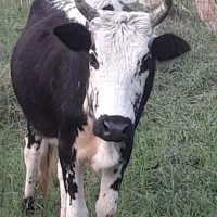 گاوسالم|حیوانات مزرعه|احمدسرگوراب, |دیوار