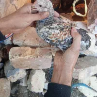 جوجه محلی|حیوانات مزرعه|زابل, |دیوار