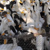 ۹۰۰ عدد اردک تخمگذار ( اردک مادر )