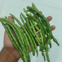لوبیا چشم بلبلی سبز عربی