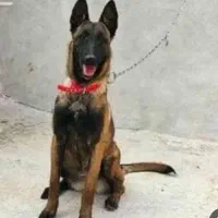 مالینویز بلک فیس نر