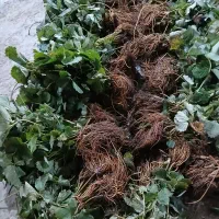 نشا توت فرنگی|خدمات باغبانی و درختکاری|رشت, آزادگان|دیوار