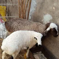 باسلام خدمت دوستان دیوار میش وبره نر