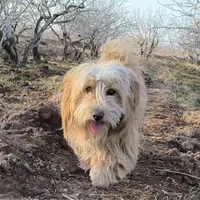 سگ گمشده