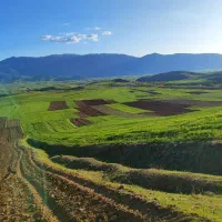 گندم بذر دیم آذر دو منطقه بیلوار|گل و گیاه طبیعی|بیلوار, |دیوار