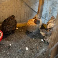 بلدرچین فروشی تازه به تخم افتادن|حیوانات مزرعه|لیسار, |دیوار