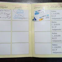 سگ شیتزو شناسنامه دار|سگ|رحیمآباد, |دیوار