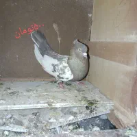 کبوتر|پرنده|عجب شیر, |دیوار