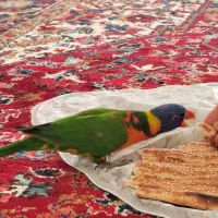 طوطی لوری لوریکیت|پرنده|تبریز, |دیوار