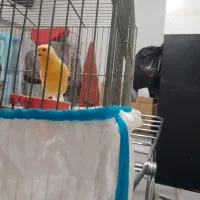 قناری|پرنده|پاکدشت, پاکدشت (مامازند)|دیوار