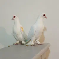 کبوتر قرمز گوز|پرنده|بستان آباد, |دیوار