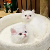 پرشین ماده آماده تحویل|گربه|چالوس, |دیوار