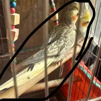 عروس هلندی مولد