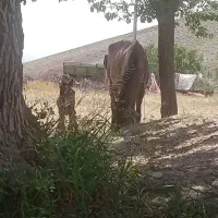 مادیون یورقه خود راه|اسب و تجهیزات اسب‌سواری|زبرخان, |دیوار