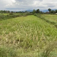 فروش زمین شالیزار به متراژ ۸۷۱ متر