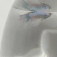 فایتر ماهی آکواریوم