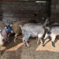 گوسفندو بزوبزغاله|حیوانات مزرعه|املش, |دیوار