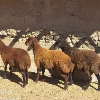 بره نر و ماده پروار۲۰تا60کیلو|حیوانات مزرعه|سمنان, |دیوار