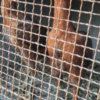 مرغ لاری|حیوانات مزرعه|فومن, |دیوار