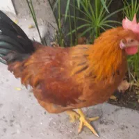 خروس جوان