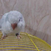 راهب رنگ خاص فقط معاوضه