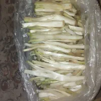 کنگر تازه