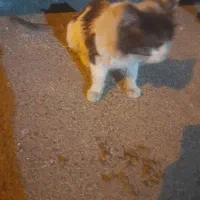 واگزاری حیوان بی سرپرست