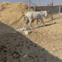 خر الاغ|حیوانات مزرعه|شیراز, شهرک سعدی|دیوار