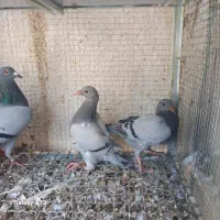 نرو ماده پلاکی با جوجه