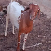 بز و کهره نر