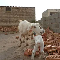 بز سانن شیری|حیوانات مزرعه|انبارآلوم, |دیوار