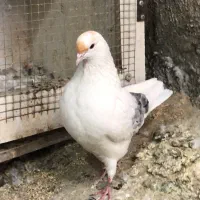 کفترکبوترپرشی‌دولاب