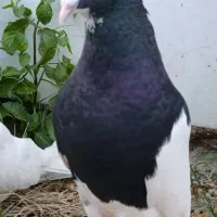 جفت کبوتر طوقی(طوقی سیاه)روزگاری درجه یک به تضمین