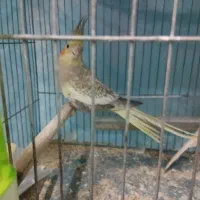 عروس هلندی|پرنده|رشت, پیرسرا|دیوار