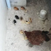 جوجه‌ گلین لری وجاوا