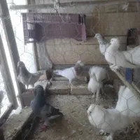 فروش کبوتر|حیوانات مزرعه|شاهین‌شهر, سعدی شمالی|دیوار