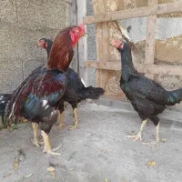 خروس لاری با دوتا مرغ