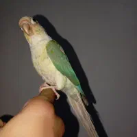 طوطی گرینچیک نر دستی بازیگوش حدودا ۶ ماهه با قفس|پرنده|ملارد, |دیوار