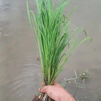 نشا.برنج.جو.هاشمی توم.