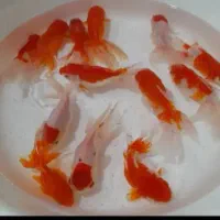 ماهی قرمز شب عید