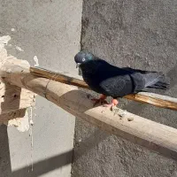 کبوتر سیاه پرشی|پرنده|آذرشهر, |دیوار
